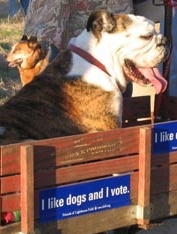 I Like Dogs and I Vote